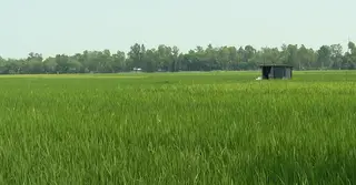 সেচ মূল্যে অনিয়ম; খরচ বাড়ার আশঙ্কায় সিরাজগঞ্জের কৃষকরা